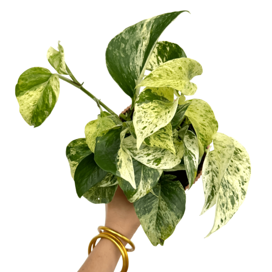 Epipremnum 'snow leopard' - pot de 12cm