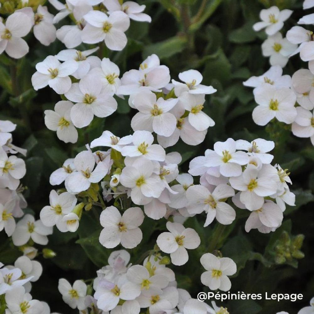 3 aubriètes 'pixie pearls' (aubrieta 'pixie pearls')