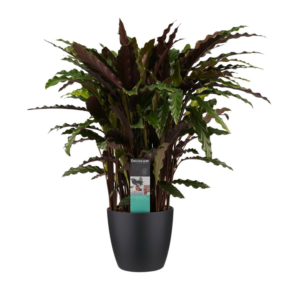Plante d'ombrage à feuilles rouge-vert - Calathea rufibarba - pot de 17cm - hauteur environ 65-70cm - jardinière noire