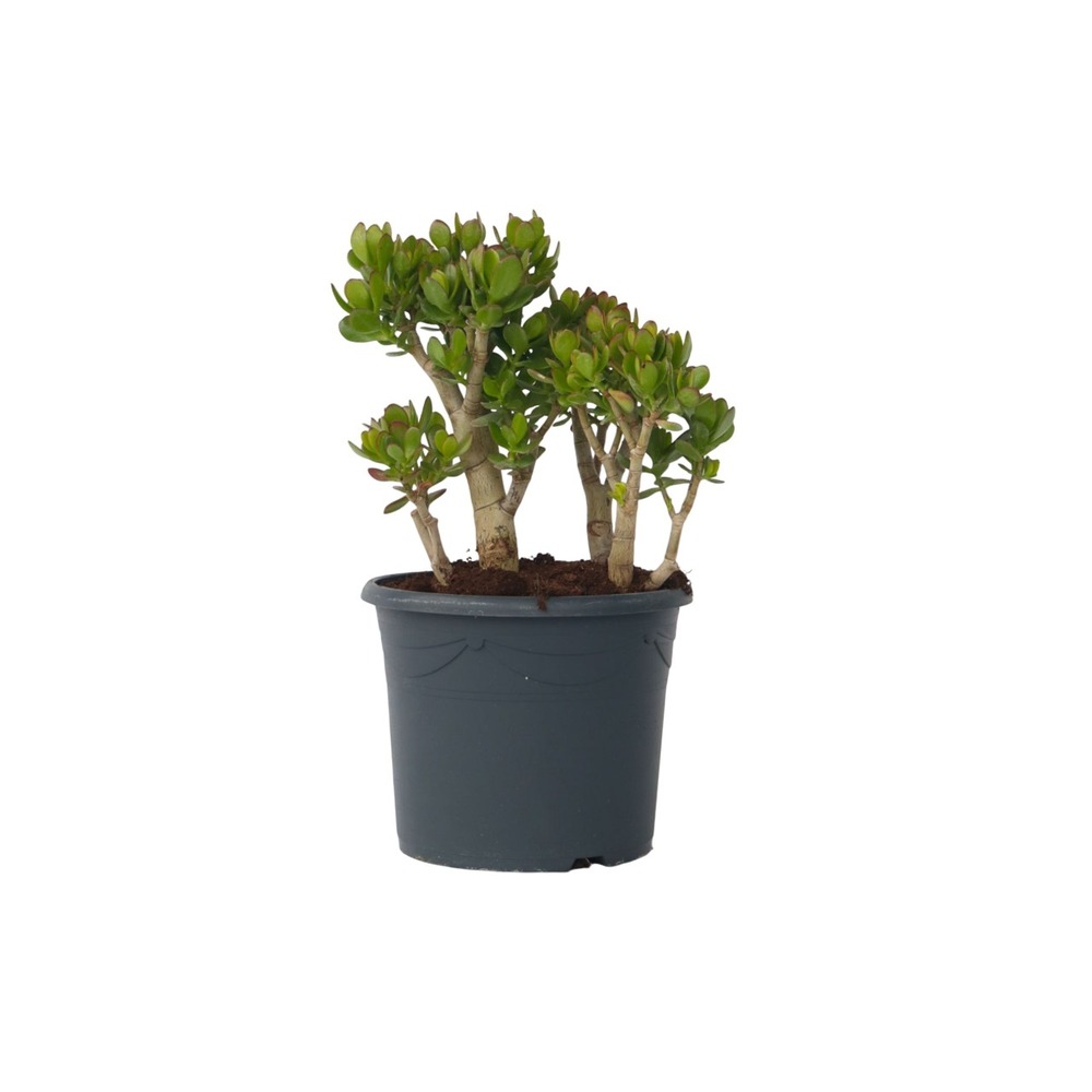 Arbre de jade - crassula ovata 'minor' - hauteur 60-65cm - ⌀30cm