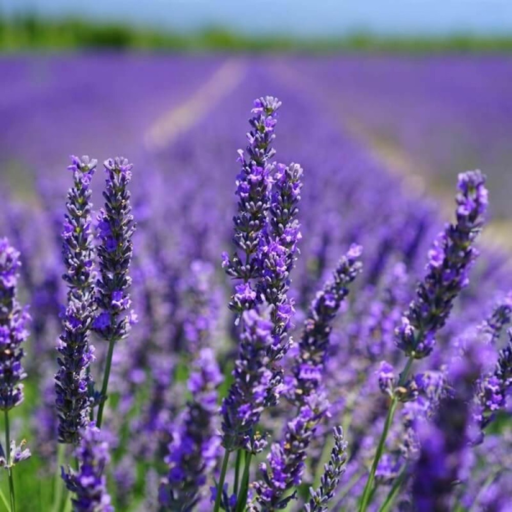 Lavande (lavandula 'angustifolia')