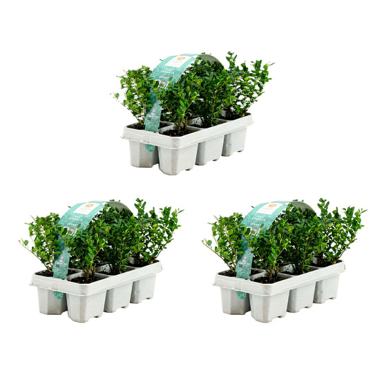 Lot de 18 - ilex crenata jenny - houx japonais - h. 10-20 cm