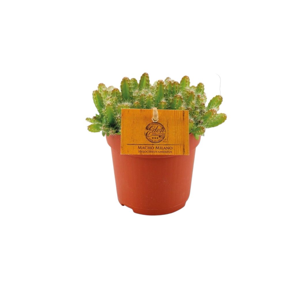 Hylocereus undatus