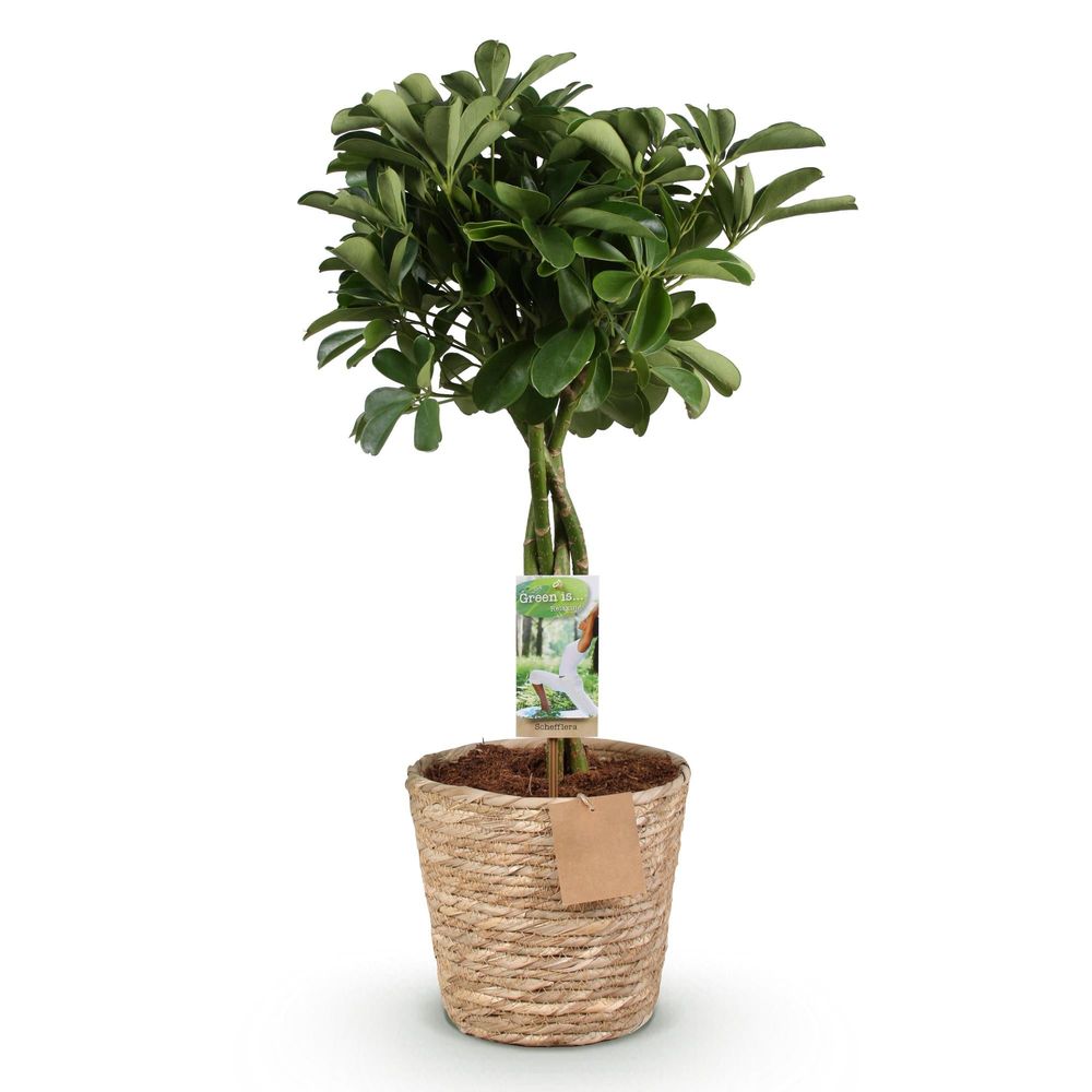 Schefflera nora - pot de 21cm - hauteur 70-82cm