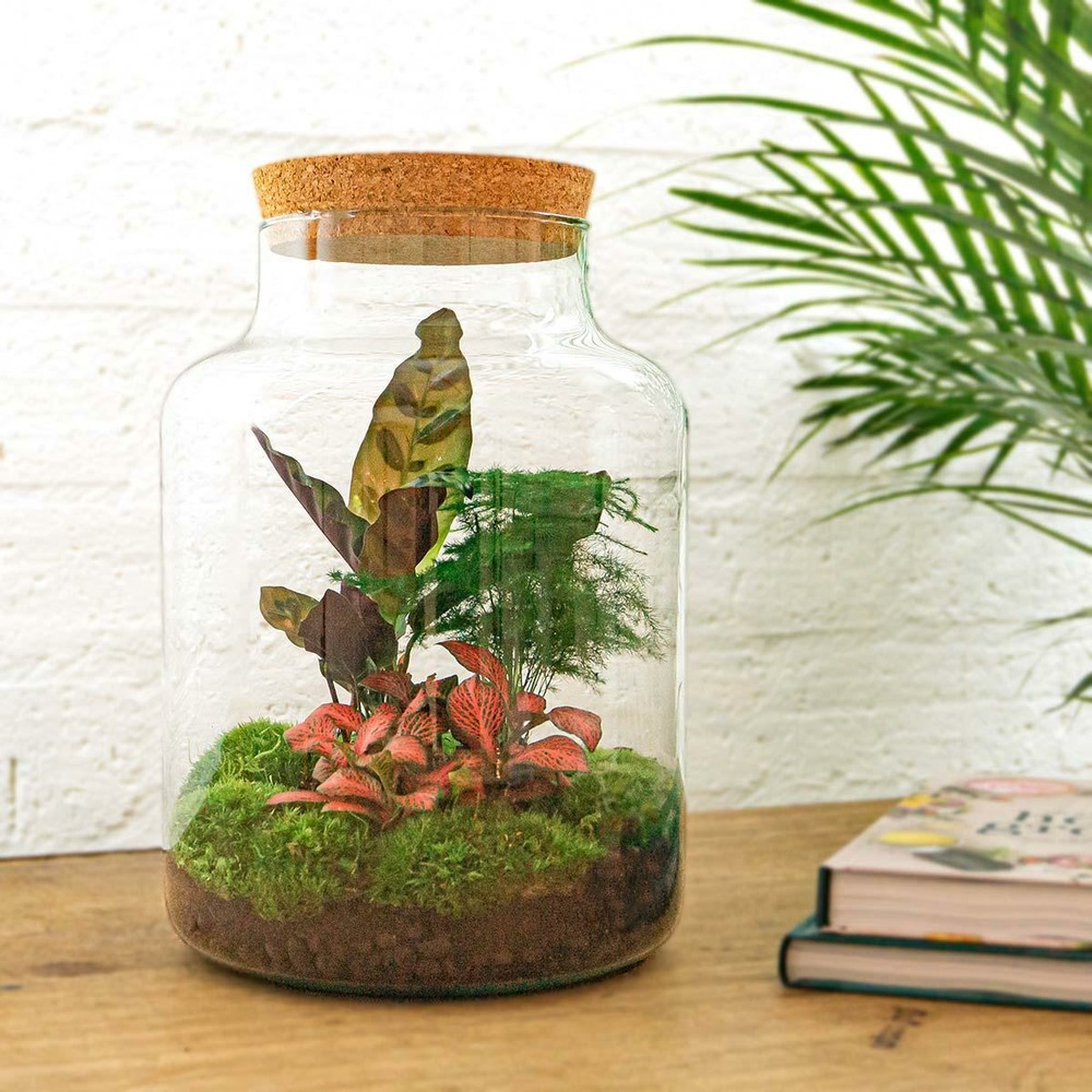 Kit terrarium diy - mila sans led calathea + asparagus + fittonia - sans outil