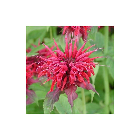 Monarde cambridge scarlet godet - 5/20 cm