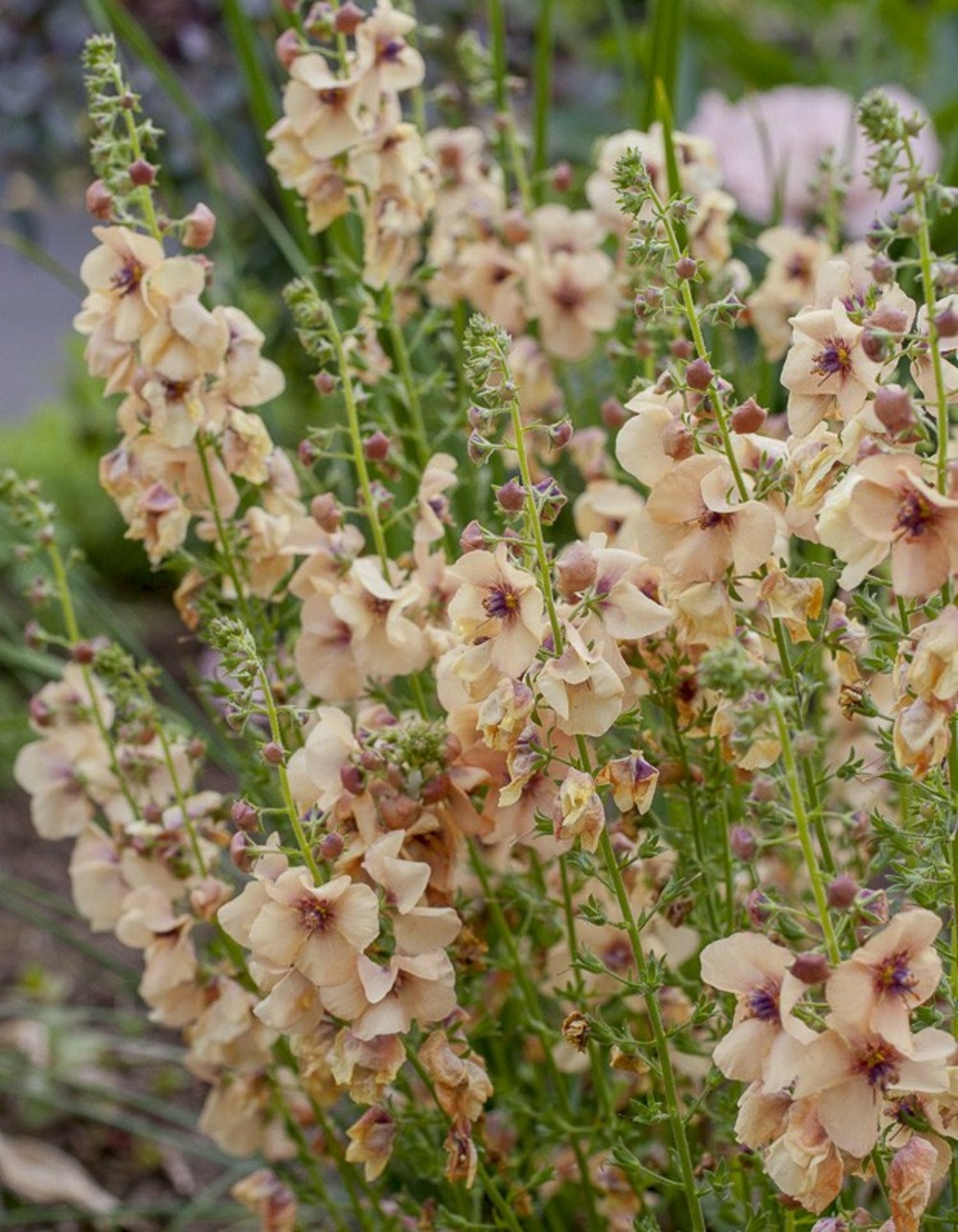 Molène 'jackie' godet de 8/9 cm