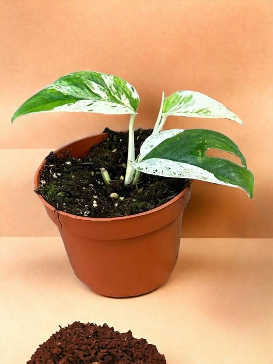 Epipremnum pinnatum marble variegata