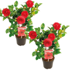 2x camellia japonica 'black lace' - rosier du japon - buisson - persistant – ⌀15 cm - ↕30-35 cm