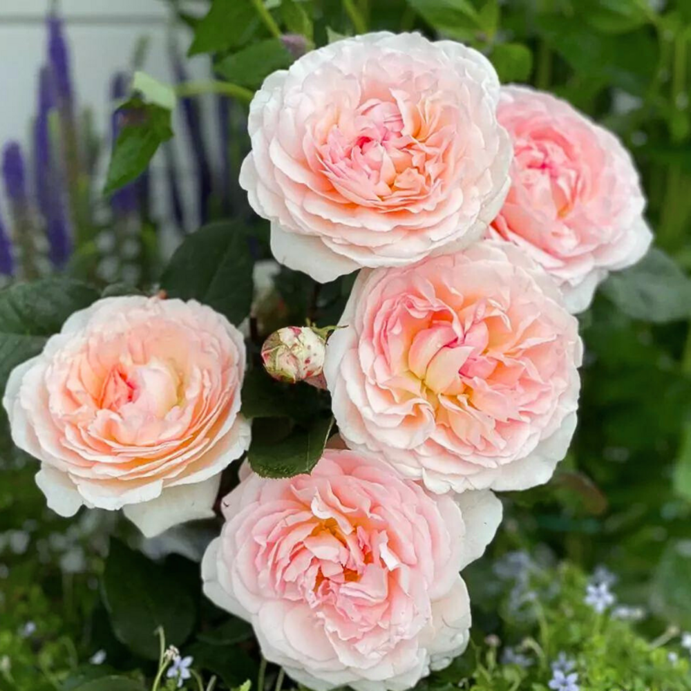 Rosier bicolore rose marchenzauber floribunda - racines nues