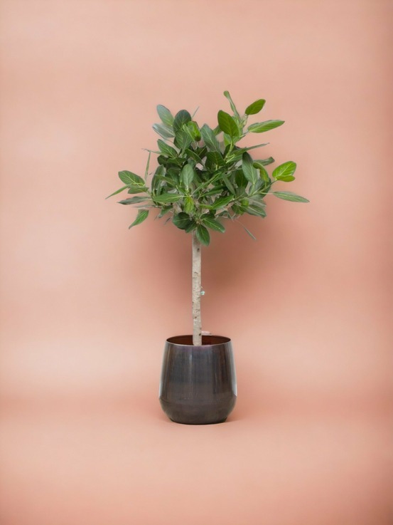 Ficus audrey benghalensis 140cm - plante d'intérieur