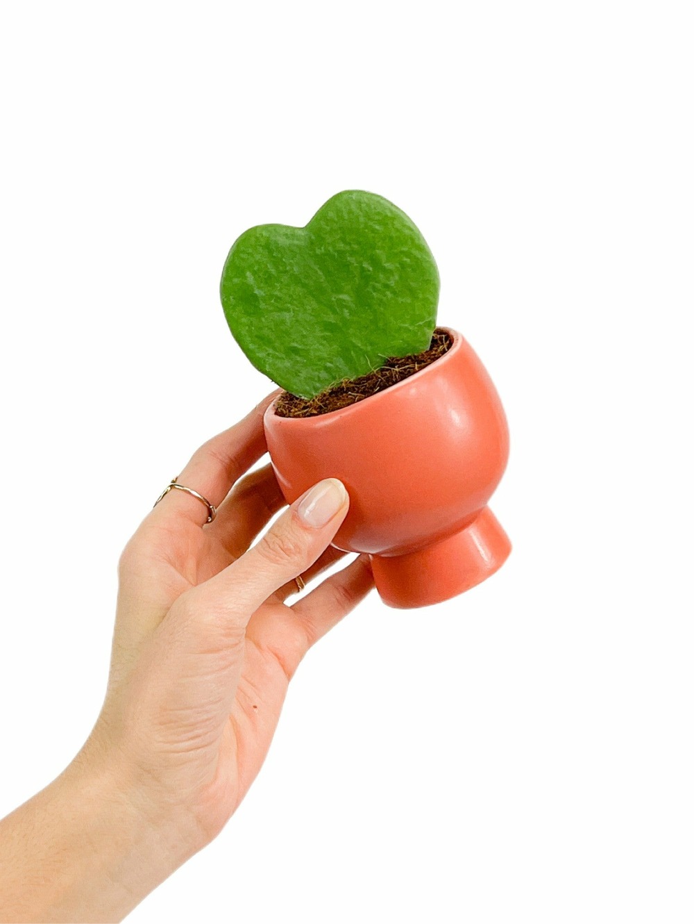 Hoya kerrii - pot de 6cm