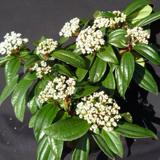 Viorne de david, viburnum pot de 3l - 40/60 cm
