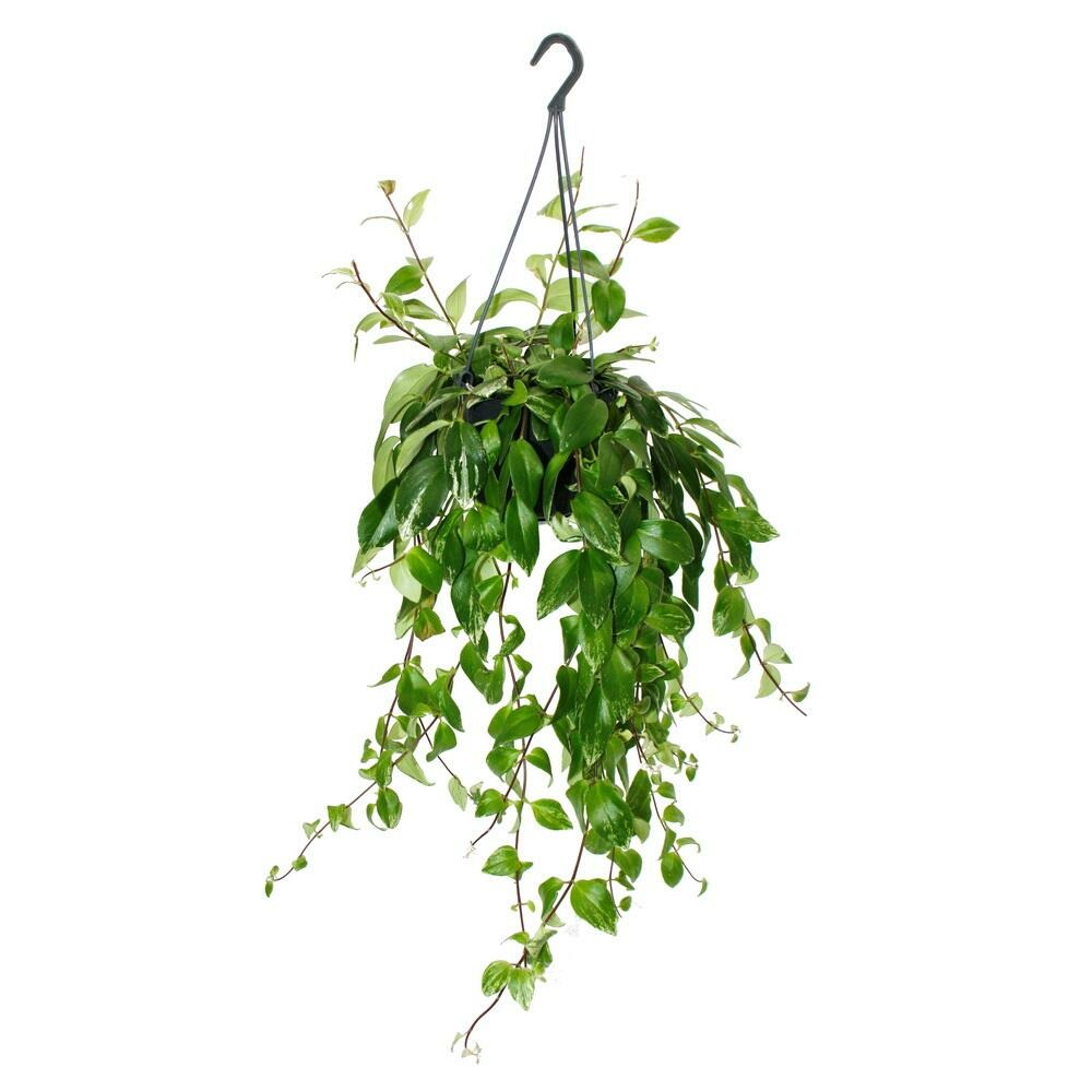 Plante de rouge à lèvres - aeschynanthus lobbianus variegatus - plante suspendue en pot à ampoule de 15cm