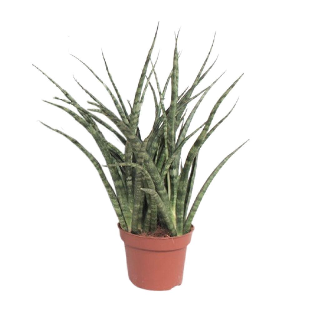 Sansevieria fernwood punk - ø12cm - ↕35cm - plantes d'intérieur