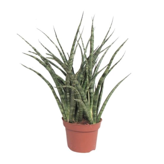 Sansevieria fernwood punk - ø12cm - ↕35cm - plantes d'intérieur