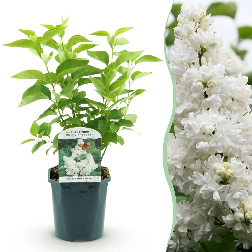 Lilas commun 'mme lemoine' - pot 17 cm - hauteur 45 cm