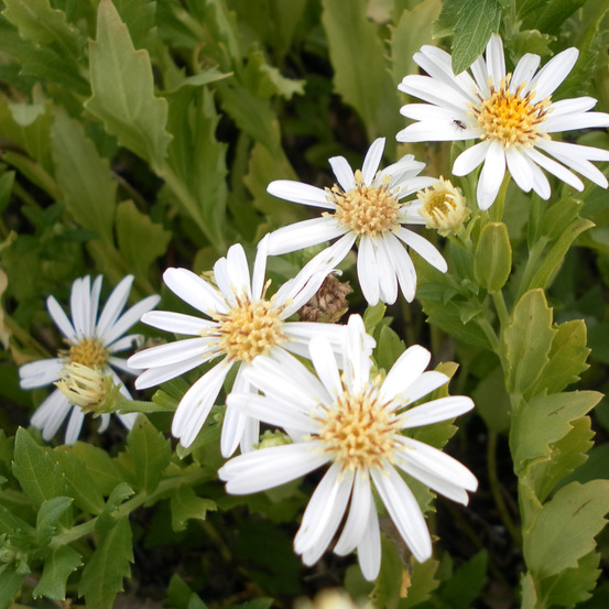 Aster 'ashvi' godet de 8/9 cm
