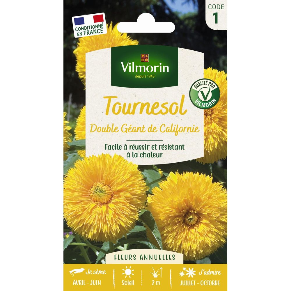 Tournesol double géant de californie