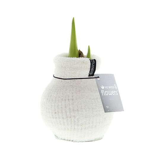 Bulbe d'amaryllis en cire - cosy white - bulbe à fleurs - h. 15-25 cm à la livraison