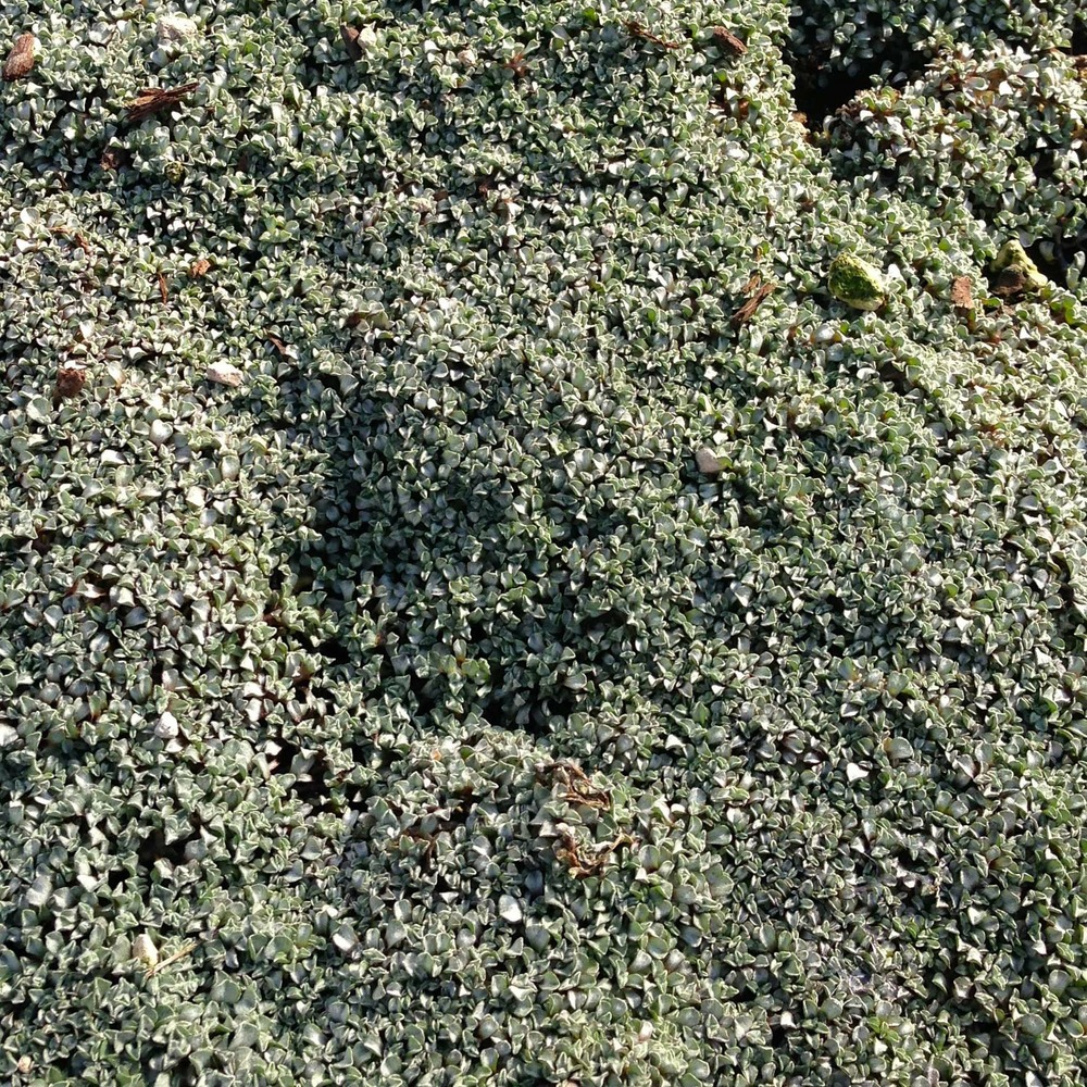 Carpette argentée godet de 8/9 cm