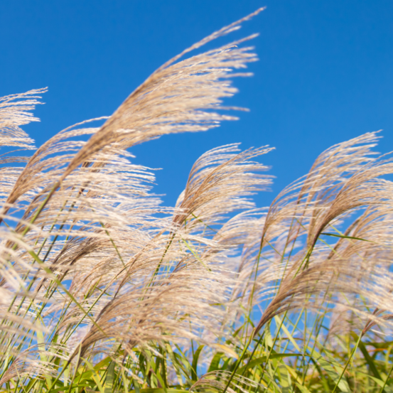Roseau de chine silberfeder - miscanthus sinensis silberfeder 100/120 cm pot 3l