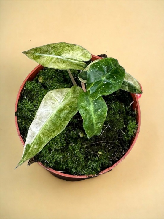 Alocasia polly yellow variegata