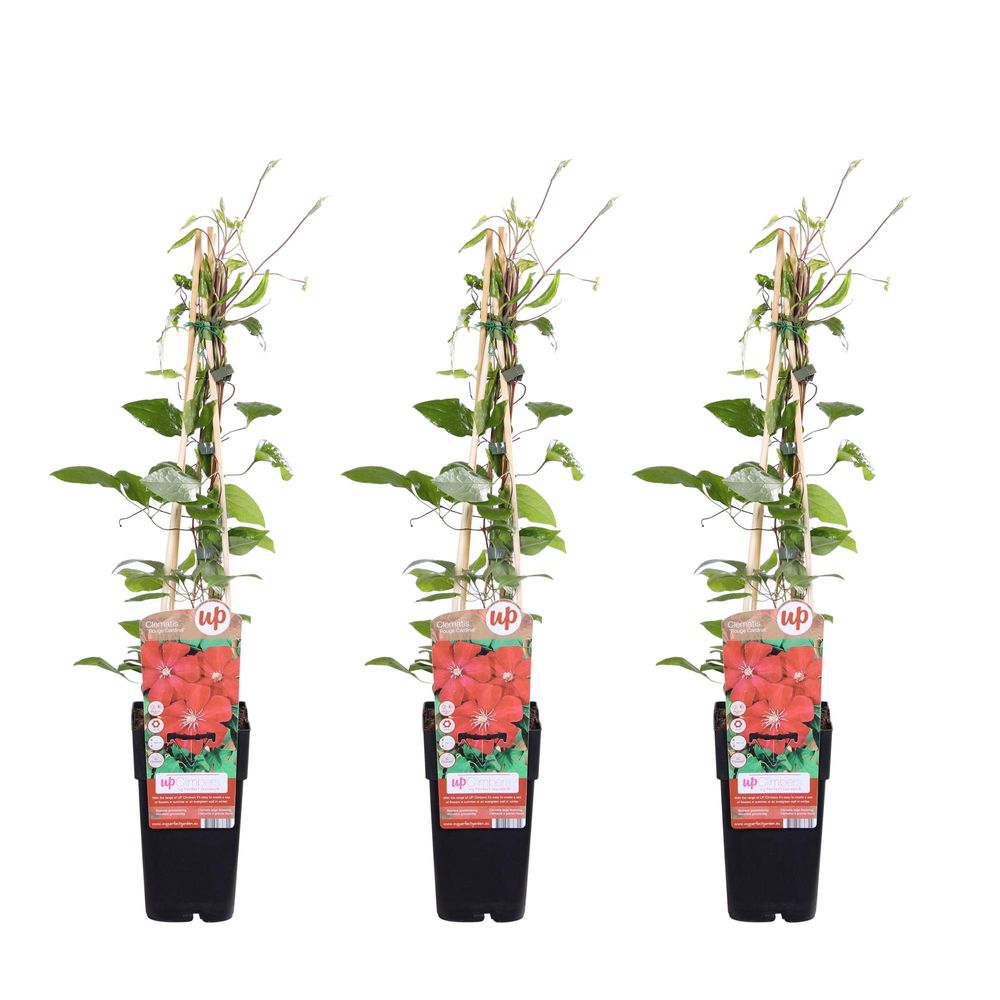 Lot de 3 - clematis rouge cardinal - h65 cm - ø15 cm - plante d'extérieur