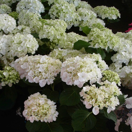 Hortensia 'mme emile mouillere' pot de 3l/4l