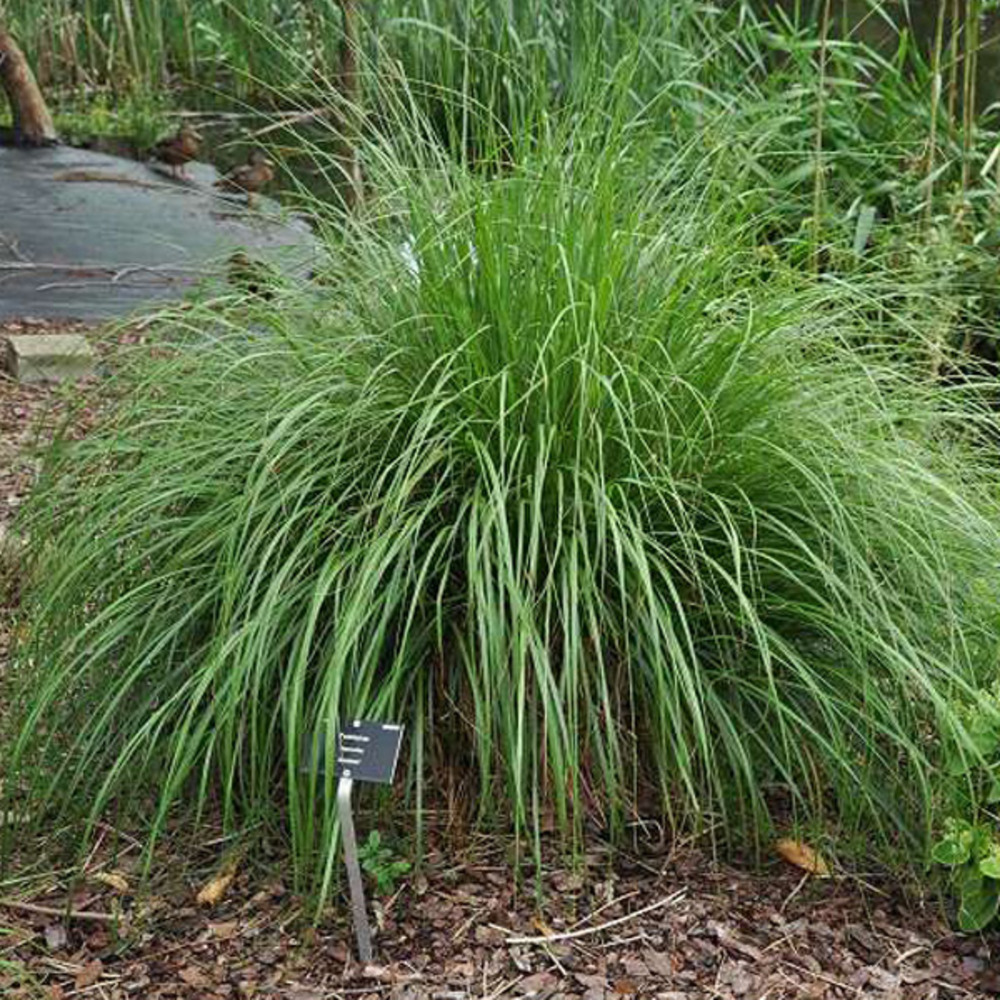 6 x herbe aux écouvillons 'japonicum' - pennisetum alopecuroides 'japonicum'  - godet 9cm x 9cm
