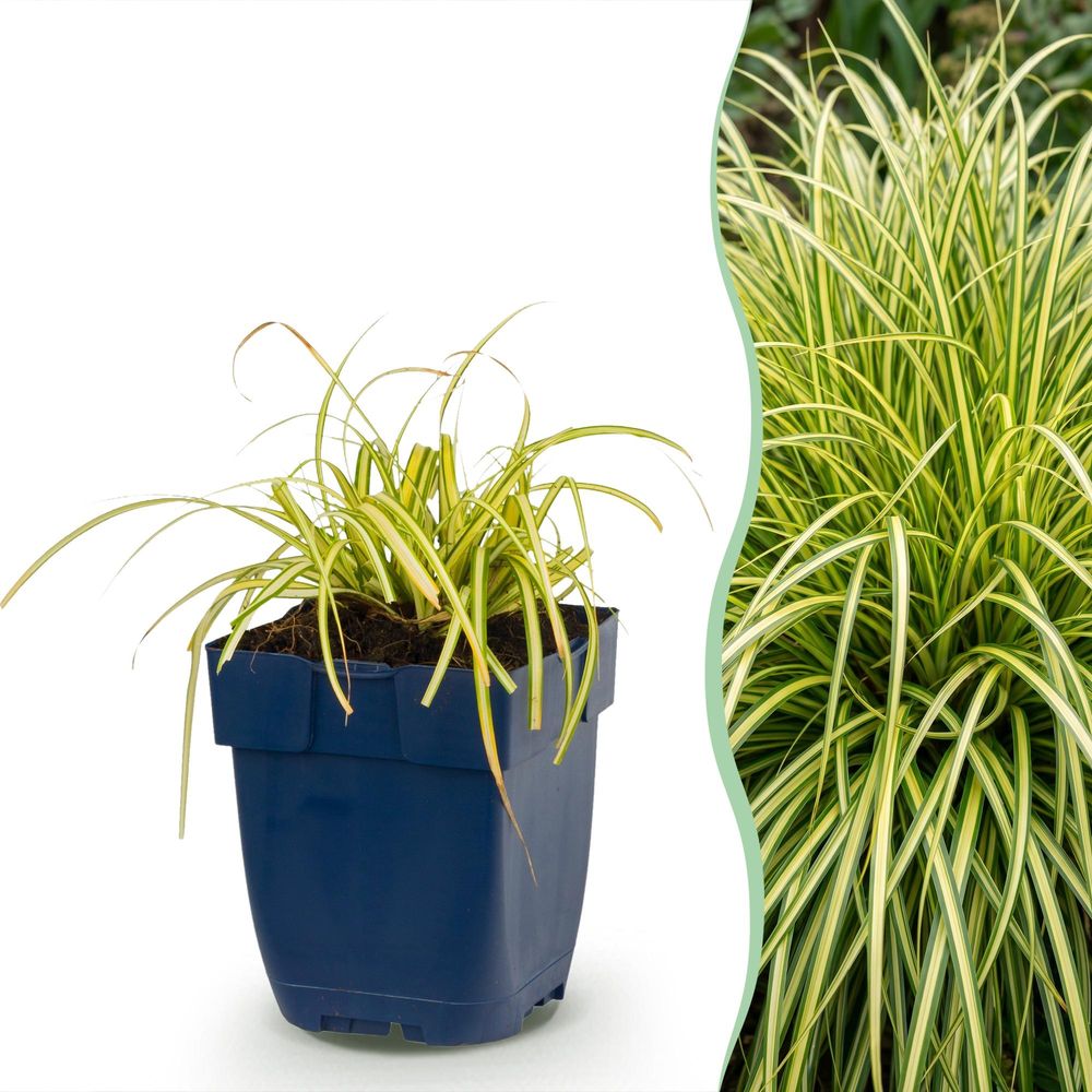 Laîche 'evergold' - lot de 12 - pot 11 cm - hauteur 25 cm
