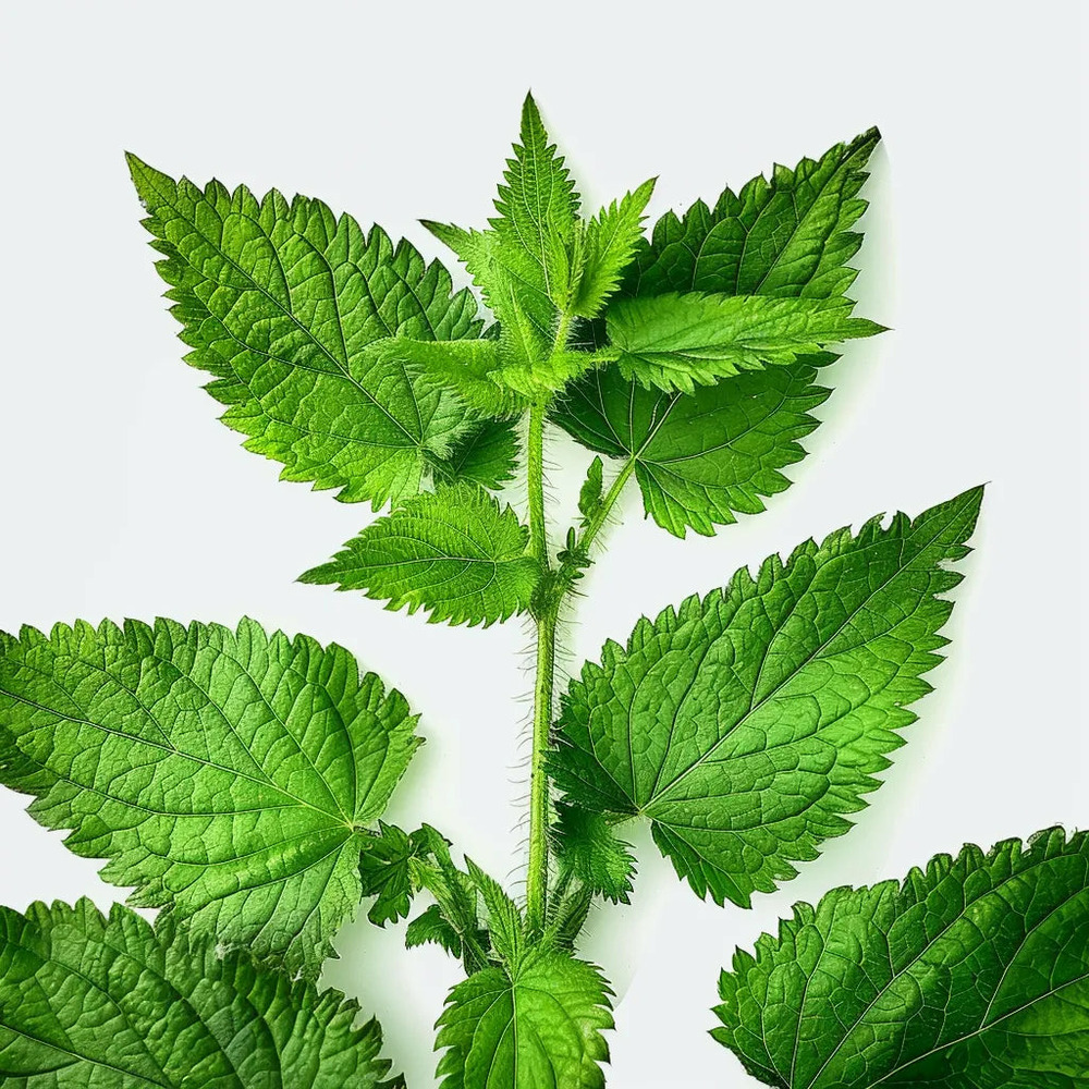 1000 graines d'ortie sauvage - semisauvage permaculture