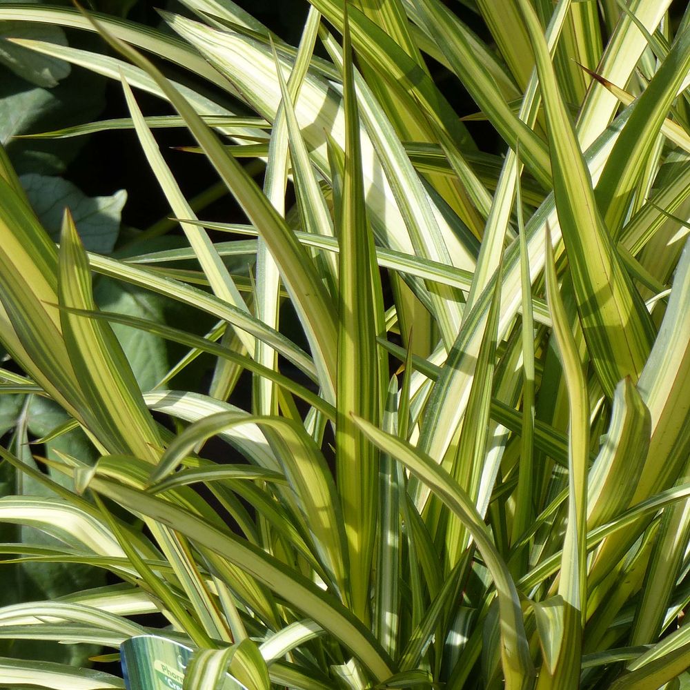 Lin de nouvelle-zélande 'cream delight' pot de 4l/5l