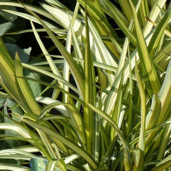 Lin de nouvelle-zélande 'cream delight' pot de 4l/5l
