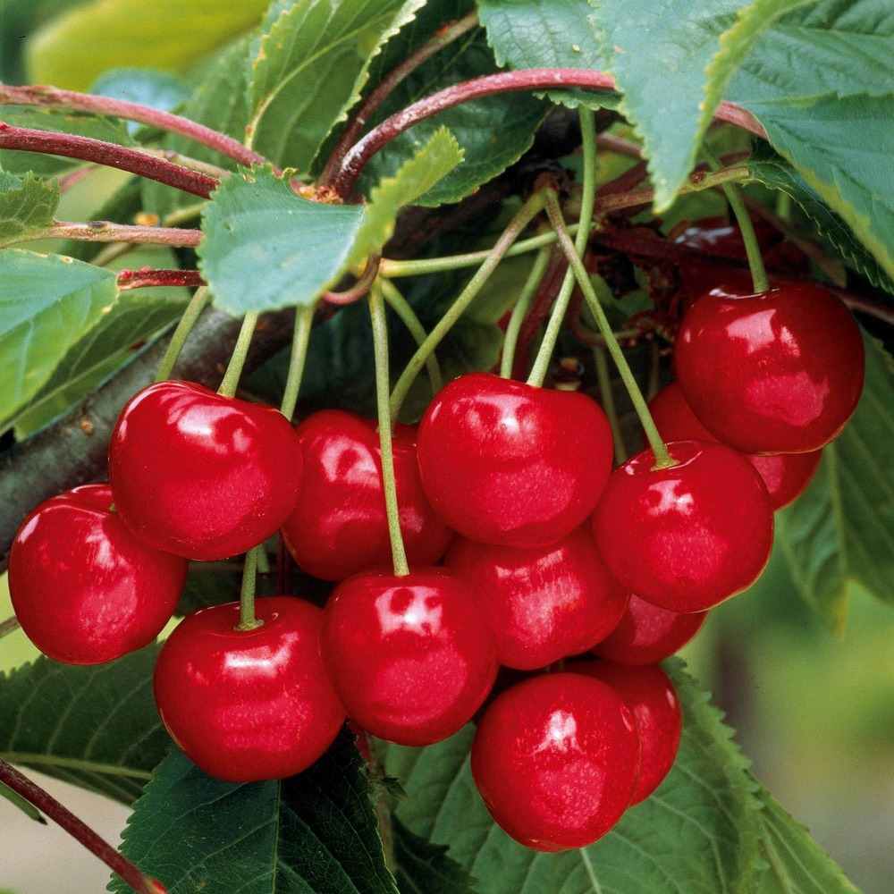 Cerisier burlat - la motte / demi-tige / hauteur livrée 140-160cm