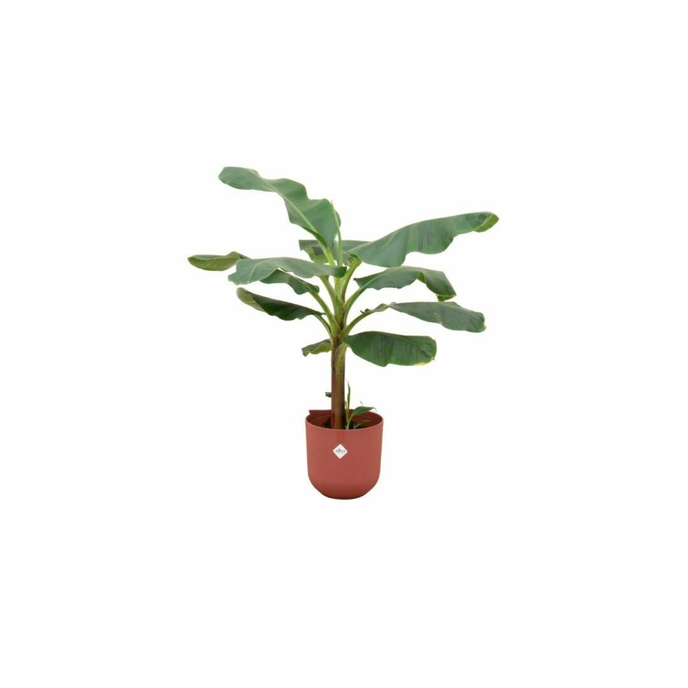 Bananier musa 120cm et son pot rouge - hauteur 120cm