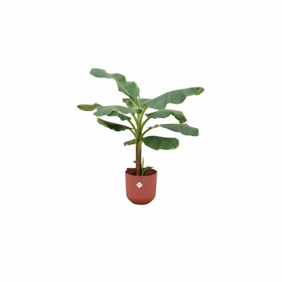 Bananier musa 120cm et son pot rouge - hauteur 120cm