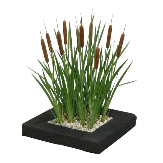 Îlot végétal pour bassin typha lot de 4 plantes