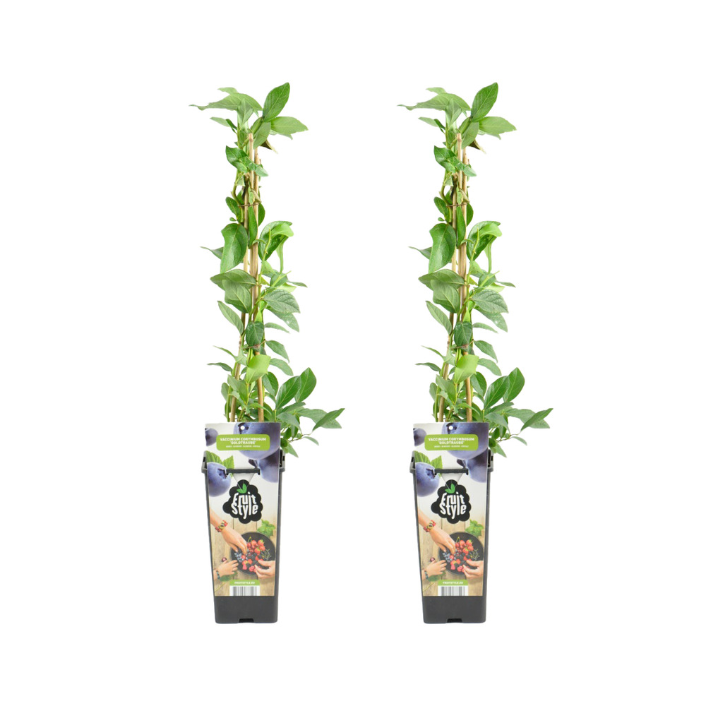 2x vaccinium corymbosum 'goldtraube' - myrtille - plantes fruitières - ⌀14 cm - hauteur 60-70cm