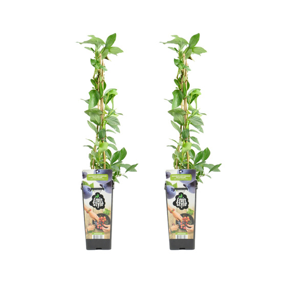 2x vaccinium corymbosum 'goldtraube' - myrtille - plantes fruitières - ⌀14 cm - hauteur 60-70cm