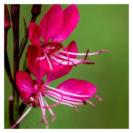 Gaura red color pot de 3l - 20/40 cm