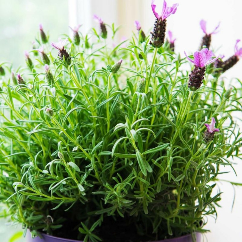 3 lavandes papillon 'magical posy purple' (lavandula stoechas magical posy purple)