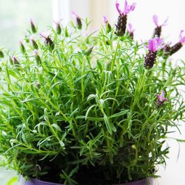 Set De 2 Lavandes Papillon 'Anouk' - Lavandula Stoechas - Hauteur 25-35cm - Pot 15cm - Arbuste Compact Résistant - Fleurs Pourpres Parfumées