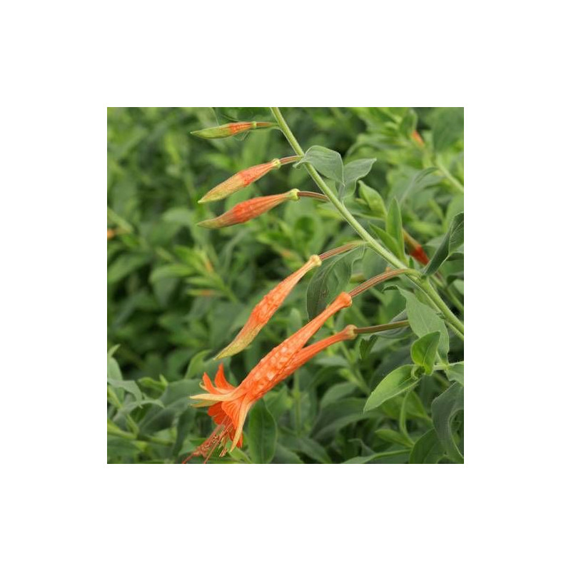 Fuchsia de californie latifolia godet - 5/20 cm