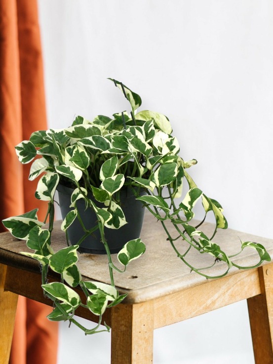 Scindapsus n'joy 35cm - plante d'intérieur