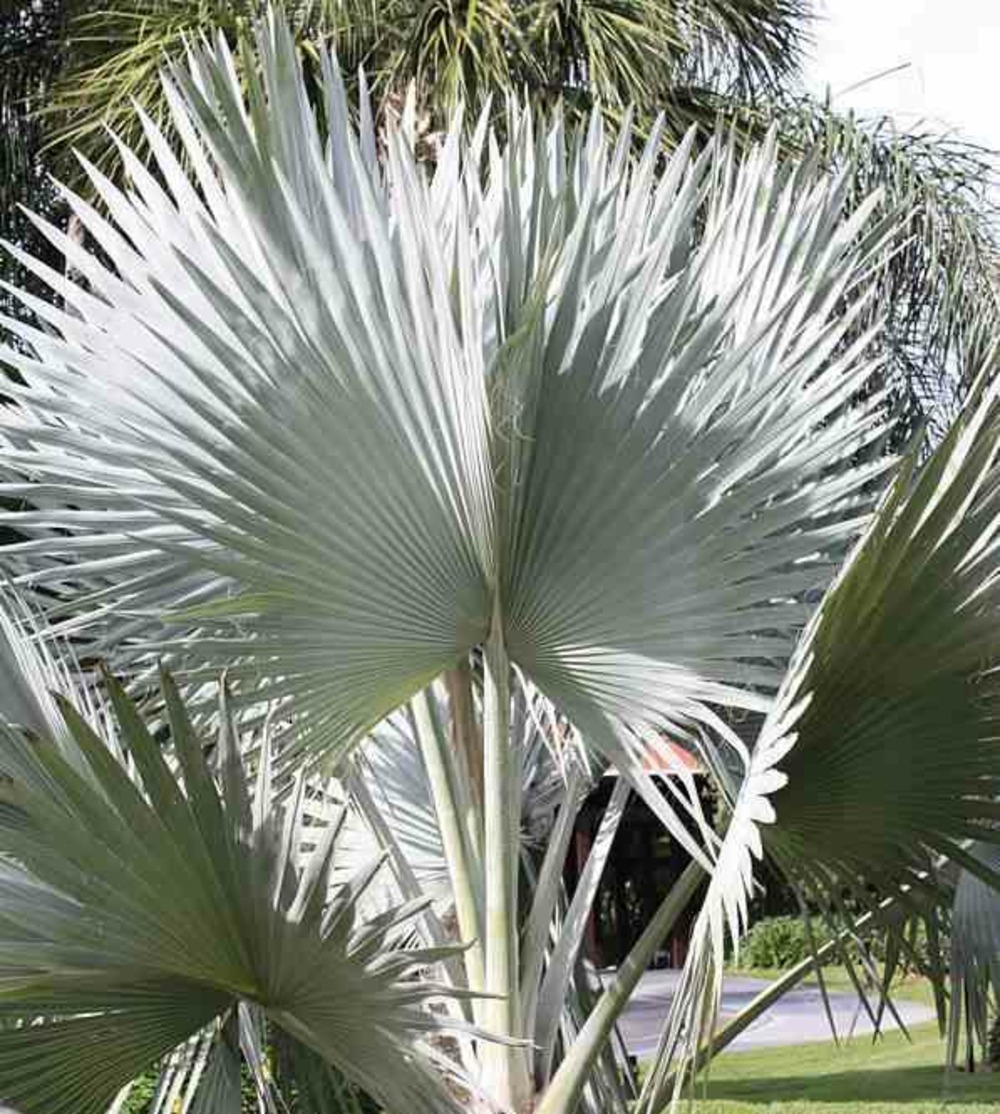 Bismarckia nobilis (palmier de bismarck)- pot de 60l - 1 tronc - 175/200cm