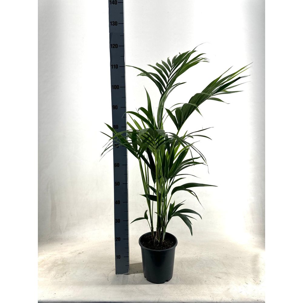 Kentia - p21 h110 - 5pp - ecoline (howea forsteriana - ø21cm - ↕110cm - plantes d'intérieur