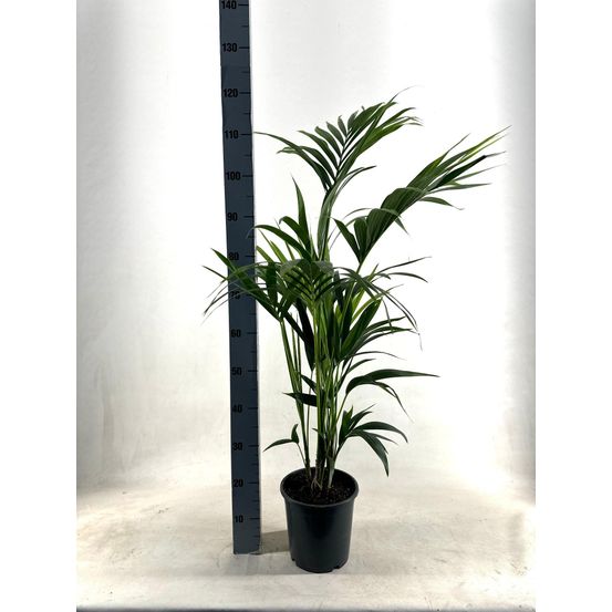 Kentia - p21 h110 - 5pp - ecoline (howea forsteriana - ø21cm - ↕110cm - plantes d'intérieur