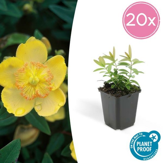 Millepertuis à grandes fleurs x20 – entre 1,25 et 1,67m2