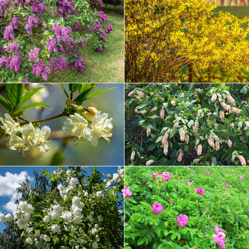 Collection haie fleuries et parfumées - 12 arbustes - les 12 pots / hauteur livrée 15-20cm